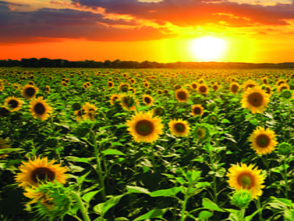 Sunflowers